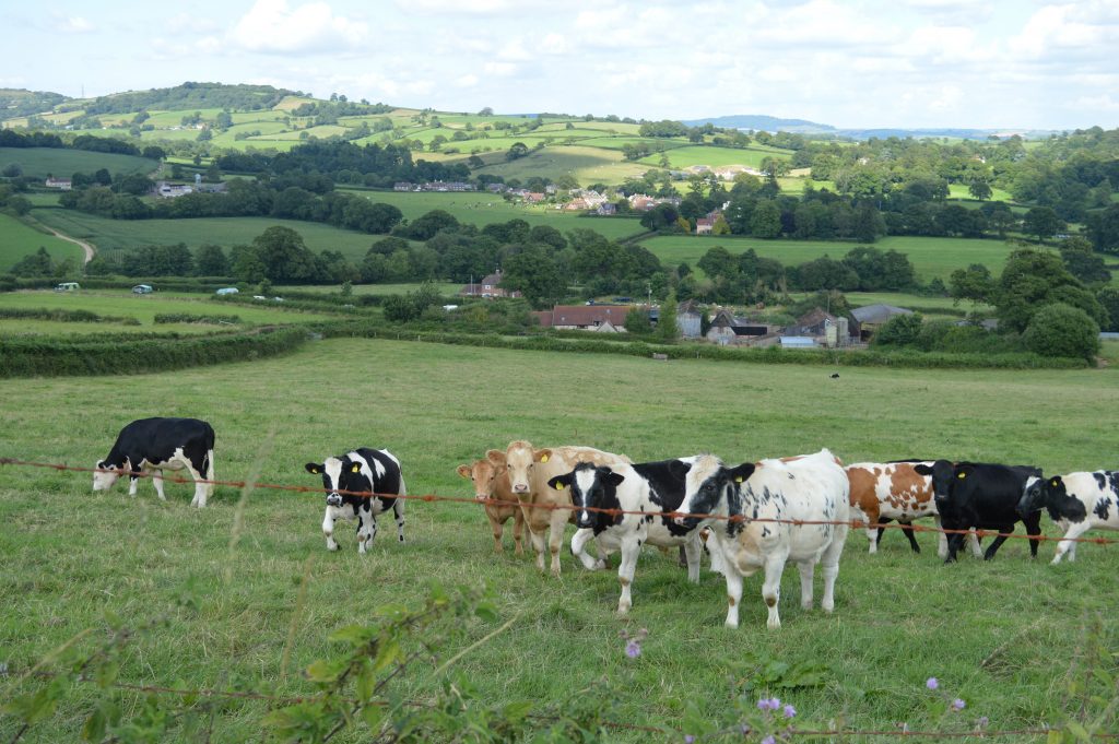 Barn_and_Cider_Cottages_from_the_top_of_the_farm